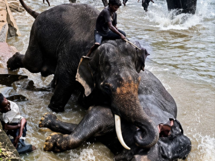 Elephant Marthanda injured in fight dies, Dubare camp closed to tourists for 2 days | Elephant Marthanda injured in fight dies, Dubare camp closed to tourists for 2 days Elephant Marthanda injured in fight dies, Dubare camp closed to tourists for 2 days | Elephant Marthanda injured in fight dies, Dubare camp closed to tourists for 2 days