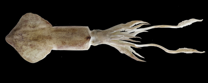 CMFRI study reveals complex mating patterns in Indian Squid | CMFRI study reveals complex mating patterns in Indian Squid CMFRI study reveals complex mating patterns in Indian Squid | CMFRI study reveals complex mating patterns in Indian Squid