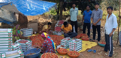 Gujarat: Dang’s natural farming push boosts strawberry cultivation, farmers earn profits | Gujarat: Dang’s natural farming push boosts strawberry cultivation, farmers earn profits Gujarat: Dang’s natural farming push boosts strawberry cultivation, farmers earn profits | Gujarat: Dang’s natural farming push boosts strawberry cultivation, farmers earn profits