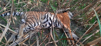 Tiger found dead in MP's Bandhavgarh | Tiger found dead in MP's Bandhavgarh