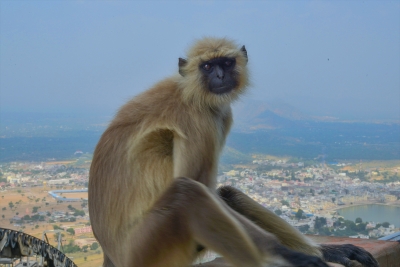 'Langur' gets a grand funeral in UP district | 'Langur' gets a grand funeral in UP district