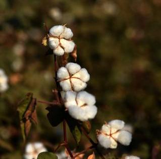 Punjab to bring 12.5 lakh acres under cotton cultivation | Punjab to bring 12.5 lakh acres under cotton cultivation