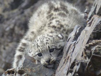 K'taka: Pack of dogs attack, kill leopard cub | K'taka: Pack of dogs attack, kill leopard cub K'taka: Pack of dogs attack, kill leopard cub | K'taka: Pack of dogs attack, kill leopard cub