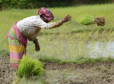 With target of 191L metric tonnes, paddy procurement begins in Punjab | With target of 191L metric tonnes, paddy procurement begins in Punjab