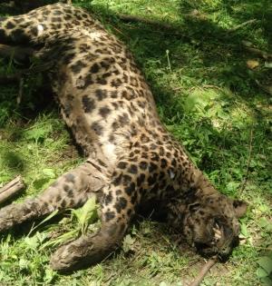 Leopard which attacked villagers beaten to death in Assam | Leopard which attacked villagers beaten to death in Assam