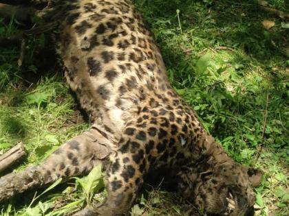 Leopard mom, 2 cubs electrocuted in Maha’s Gondia, 4 poachers arrested | Leopard mom, 2 cubs electrocuted in Maha’s Gondia, 4 poachers arrested Leopard mom, 2 cubs electrocuted in Maha’s Gondia, 4 poachers arrested | Leopard mom, 2 cubs electrocuted in Maha’s Gondia, 4 poachers arrested