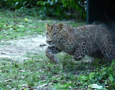 11-year-old boy killed by leopard near Dudhwa Reserve | 11-year-old boy killed by leopard near Dudhwa Reserve