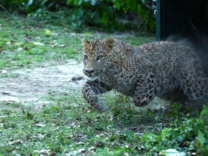 Prowling leopard attacks 9-yr-old boy in K'taka district | Prowling leopard attacks 9-yr-old boy in K'taka district Prowling leopard attacks 9-yr-old boy in K'taka district | Prowling leopard attacks 9-yr-old boy in K'taka district
