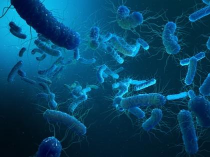 Scientists find bacteria that can curb malaria transmission | Scientists find bacteria that can curb malaria transmission Scientists find bacteria that can curb malaria transmission | Scientists find bacteria that can curb malaria transmission