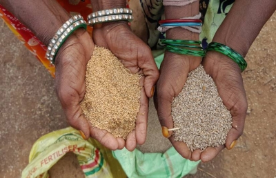 Minor millets improve soil health, bring major gains for farmers in Khandwa | Minor millets improve soil health, bring major gains for farmers in Khandwa