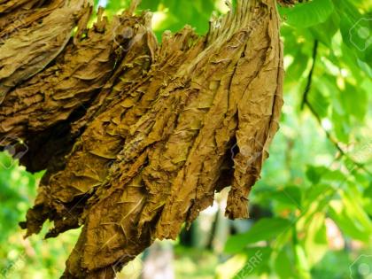 'Too early to say', Docs on tobacco leaf derivative shown to treat cancer | 'Too early to say', Docs on tobacco leaf derivative shown to treat cancer