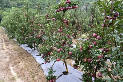 Seeing burgeoning demand, apple bowl Himachal to promote exotic fruits | Seeing burgeoning demand, apple bowl Himachal to promote exotic fruits