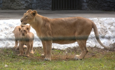 Chemical sprays, masks to ward off COVID-19 threat in Alipore zoo | Chemical sprays, masks to ward off COVID-19 threat in Alipore zoo Chemical sprays, masks to ward off COVID-19 threat in Alipore zoo | Chemical sprays, masks to ward off COVID-19 threat in Alipore zoo