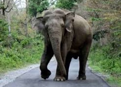 Watchman killed by tusker in UP's Katarniaghat sanctuary | Watchman killed by tusker in UP's Katarniaghat sanctuary Watchman killed by tusker in UP's Katarniaghat sanctuary | Watchman killed by tusker in UP's Katarniaghat sanctuary
