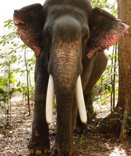 Probe ordered as elephant hired for wedding goes on rampage | Probe ordered as elephant hired for wedding goes on rampage
