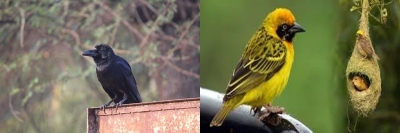 Bird Flu in Raj: 140 more crows found dead | Bird Flu in Raj: 140 more crows found dead
