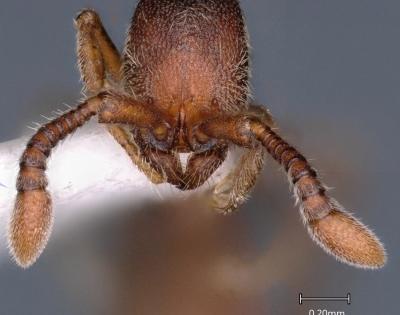Two new species belonging to rare ant genera Parasyscia and Syscia from the Eastern Himalayas | Two new species belonging to rare ant genera Parasyscia and Syscia from the Eastern Himalayas