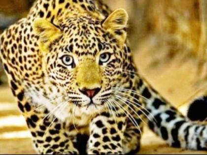 3 injured in leopard attacks in UP's Bijnor | 3 injured in leopard attacks in UP's Bijnor