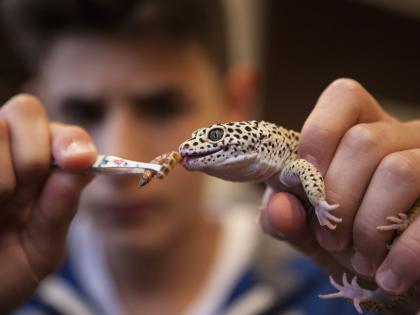 TN wants people breeding exotic pets to register with Chief Wild Life warden | TN wants people breeding exotic pets to register with Chief Wild Life warden