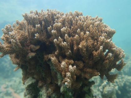 Researchers find novel way to identify heat-stressed corals | Researchers find novel way to identify heat-stressed corals