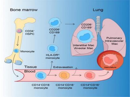 New research may explain severe virus attacks on lungs | New research may explain severe virus attacks on lungs New research may explain severe virus attacks on lungs | New research may explain severe virus attacks on lungs