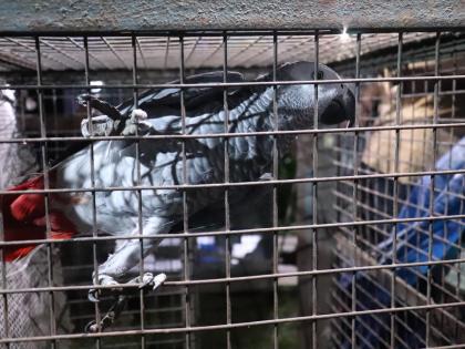 716 birds of 16 species rescued during raid in UP | 716 birds of 16 species rescued during raid in UP 716 birds of 16 species rescued during raid in UP | 716 birds of 16 species rescued during raid in UP