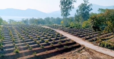 J&K gears up for fruit revolution with high density plantation project | J&K gears up for fruit revolution with high density plantation project
