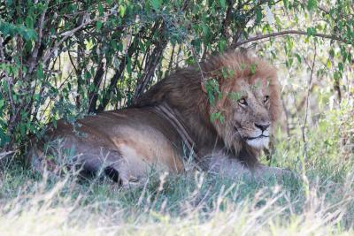 Nairobi girl dragged away, killed by lion | Nairobi girl dragged away, killed by lion Nairobi girl dragged away, killed by lion | Nairobi girl dragged away, killed by lion