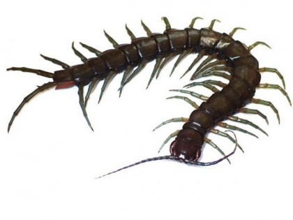 Researchers discover new amphibious centipede species in Okinawa, Taiwan | Researchers discover new amphibious centipede species in Okinawa, Taiwan