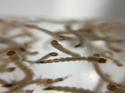 Scientists develop non-toxic way to kill mosquitoes | Scientists develop non-toxic way to kill mosquitoes