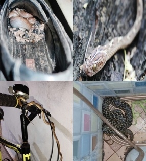 24 reptiles rescued in 72 hours in Agra | 24 reptiles rescued in 72 hours in Agra