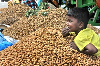 Farmers in Gujarat can register for MSP sale of groundnut, moong, urad, soybean from Sept 1–15 | Farmers in Gujarat can register for MSP sale of groundnut, moong, urad, soybean from Sept 1–15 Farmers in Gujarat can register for MSP sale of groundnut, moong, urad, soybean from Sept 1–15 | Farmers in Gujarat can register for MSP sale of groundnut, moong, urad, soybean from Sept 1–15