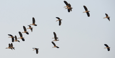 Migratory birds flocking to TN's Point Calimere before monsoon due to abundant water | Migratory birds flocking to TN's Point Calimere before monsoon due to abundant water