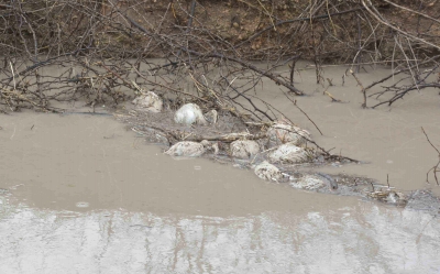 Climate, wildlife key predictors of bird flu outbreaks in Europe: Study | Climate, wildlife key predictors of bird flu outbreaks in Europe: Study