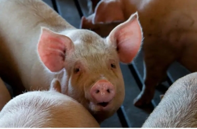 Tripura bans import of pigs amid swine flu scare | Tripura bans import of pigs amid swine flu scare