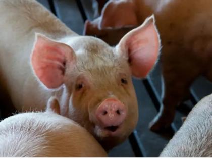 Swine flu strain passed from humans to swine 400x since 2009: Study | Swine flu strain passed from humans to swine 400x since 2009: Study