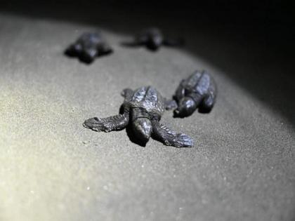 Turtle conservation: 6500 Olive Rzidley hatchlings released from Goa's nesting sites | Turtle conservation: 6500 Olive Rzidley hatchlings released from Goa's nesting sites