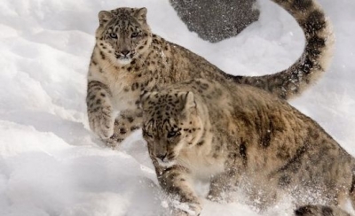 Himachal supports snow leopard population, shares man-animal bondage | Himachal supports snow leopard population, shares man-animal bondage