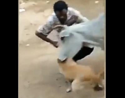 PETA offers Rs 50,000 reward for information on dog abuser hit by cow | PETA offers Rs 50,000 reward for information on dog abuser hit by cow