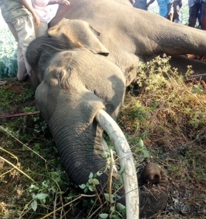 Elephant found dead in Amangarh Tiger Reserve | Elephant found dead in Amangarh Tiger Reserve