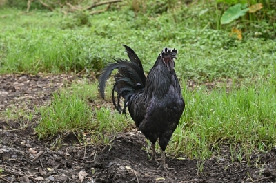 Will Dhoni's push make Kadaknath chicken a favourite of Indian foodies? | Will Dhoni's push make Kadaknath chicken a favourite of Indian foodies? Will Dhoni's push make Kadaknath chicken a favourite of Indian foodies? | Will Dhoni's push make Kadaknath chicken a favourite of Indian foodies?