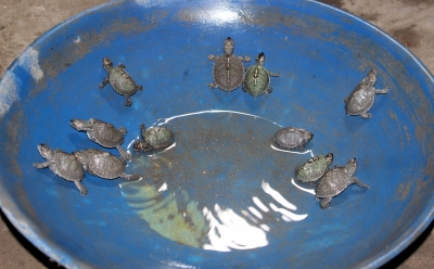 Man arrested with 23 turtles in Gurugram | Man arrested with 23 turtles in Gurugram