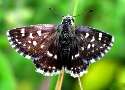 India's 1328th butterfly species found in Rajasthan | India's 1328th butterfly species found in Rajasthan