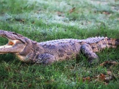 Body of missing Australian man found inside crocodile | Body of missing Australian man found inside crocodile