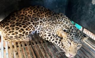 Cat, leopard tumble into Nashik well, rescued safely | Cat, leopard tumble into Nashik well, rescued safely Cat, leopard tumble into Nashik well, rescued safely | Cat, leopard tumble into Nashik well, rescued safely