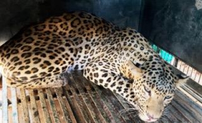 Suspected 'marauder' leopard trapped in Aarey Colony | Suspected 'marauder' leopard trapped in Aarey Colony