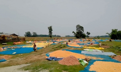 Corn farmers in Bihar caught in a maze of high input cost, low returns | Corn farmers in Bihar caught in a maze of high input cost, low returns