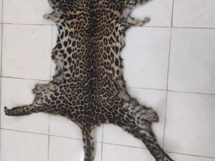 Two held while attempting to smuggle clouded leopard skin in Bengal | Two held while attempting to smuggle clouded leopard skin in Bengal Two held while attempting to smuggle clouded leopard skin in Bengal | Two held while attempting to smuggle clouded leopard skin in Bengal