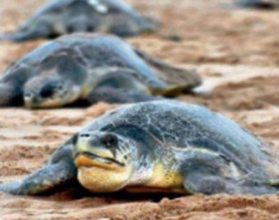 JICA to fund int'l Olive Ridley turtle centre in Chennai | JICA to fund int'l Olive Ridley turtle centre in Chennai