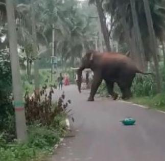Elephant menace haunts K'taka dist, people slam forest officials | Elephant menace haunts K'taka dist, people slam forest officials Elephant menace haunts K'taka dist, people slam forest officials | Elephant menace haunts K'taka dist, people slam forest officials